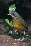 Image. Moustached Antpitta