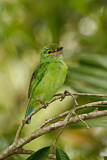 Image. Moustached Barbet