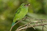 Image. Moustached Barbet