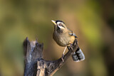 Image. Moustached Laughingthrush