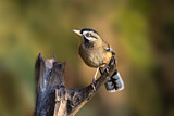 Image. Moustached Laughingthrush