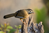 Image. Moustached Laughingthrush