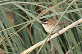 Image. Moustached Warbler