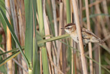 Image. Moustached Warbler