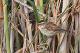 Image. Moustached Warbler