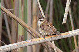 Image. Moustached Warbler