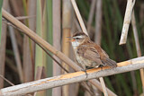 Image. Moustached Warbler