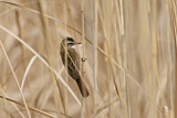 Image. Moustached Warbler