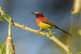 Image. Mrs. Gould's Sunbird
