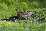 Image. Mrs. Hume's Pheasant