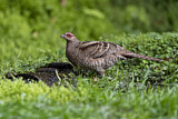 Image. Mrs. Hume's Pheasant