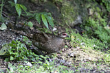 Image. Mrs. Hume's Pheasant