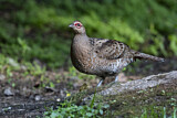 Image. Mrs. Hume's Pheasant
