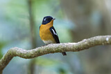 Image. Mugimaki Flycatcher
