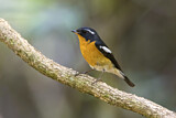 Image. Mugimaki Flycatcher