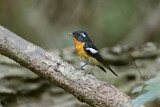 Image. Mugimaki Flycatcher