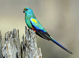 Image. Mulga Parrot