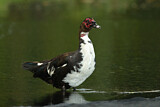 Image. Muscovy Duck