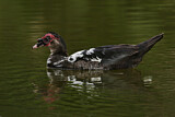 Image. Muscovy Duck