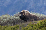 Image. Muskox