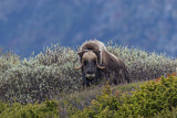 Image. Muskox