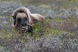 Image. Muskox