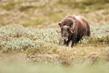 Image. Muskox