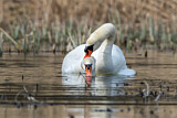 Image. Mute Swan