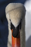 Image. Mute Swan
