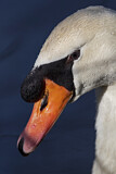 Image. Mute Swan