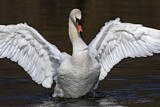 Image. Mute Swan