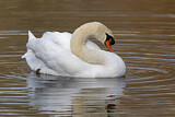 Image. Mute Swan