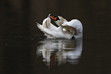 Image. Mute Swan