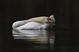 Image. Mute Swan