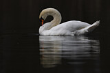 Image. Mute Swan
