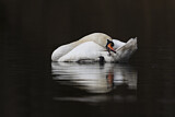 Image. Mute Swan