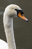 Image. Mute Swan