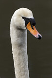 Image. Mute Swan