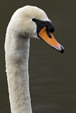 Image. Mute Swan