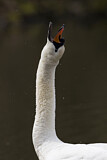 Image. Mute Swan