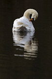 Image. Mute Swan
