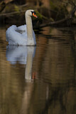 Image. Mute Swan
