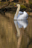 Image. Mute Swan