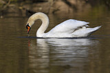 Image. Mute Swan