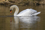 Image. Mute Swan
