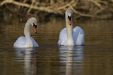 Image. Mute Swan