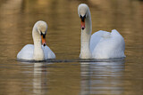 Image. Mute Swan