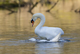 Image. Mute Swan