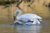 Image. Mute Swan