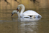Image. Mute Swan